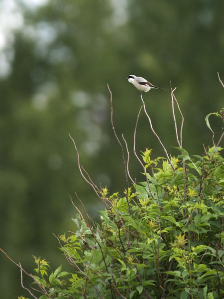 Mustaotsalepinkäinen, Lesser Grey Shrike, Lanius minor